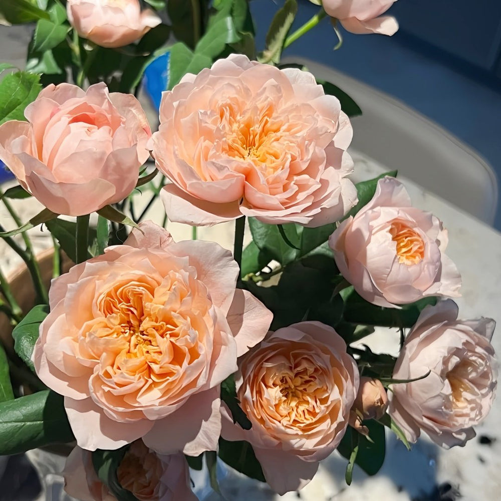 Solahana Rose Plant|天空 image 6