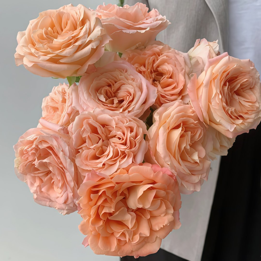 Apricot Lace Rose Plant|杏色蕾丝 image 6