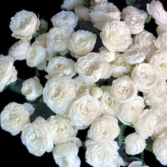 Victorian Summer Rose Plant|维多利亚夏天 image 3