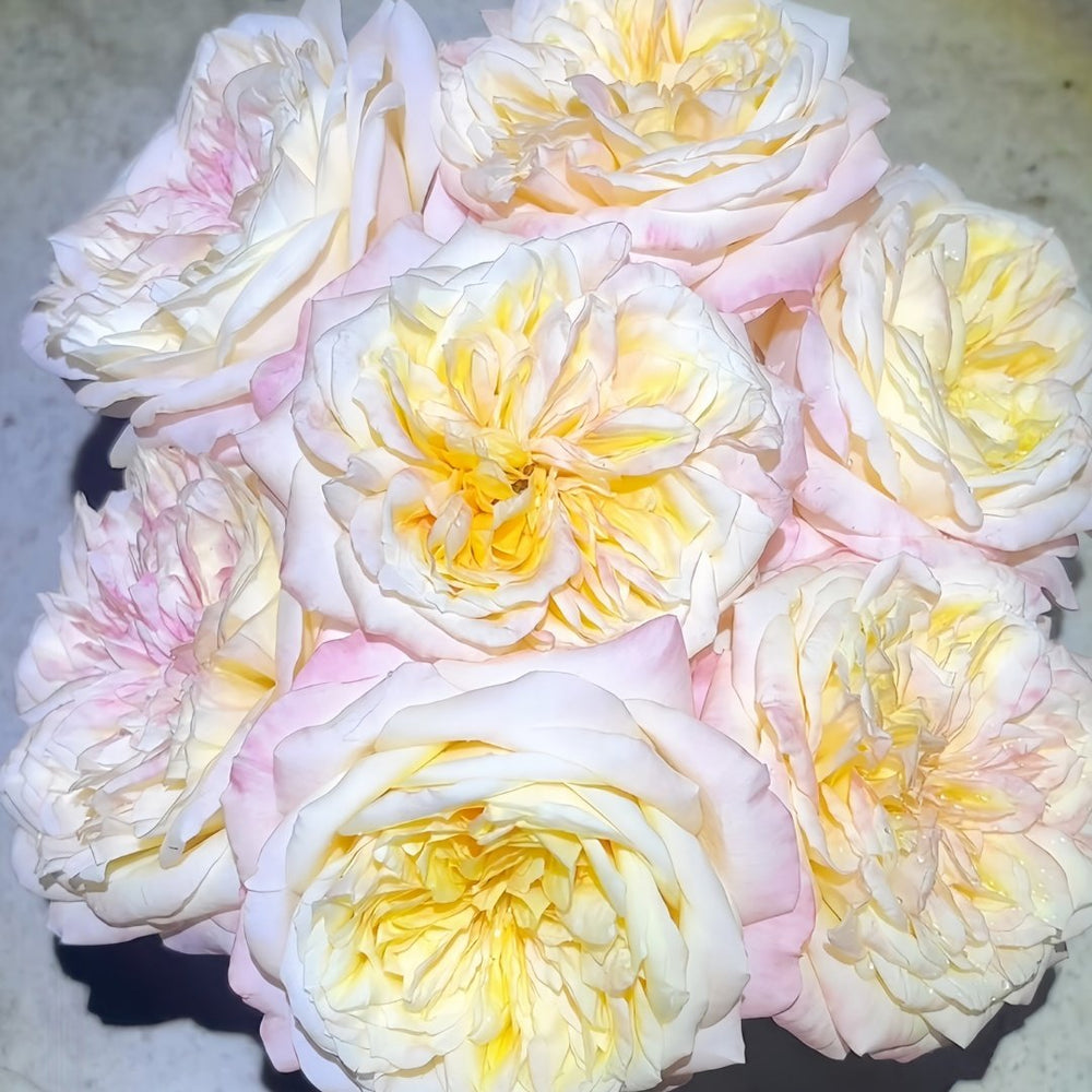 Cream X-Pression Rose Plant｜奶油激情 image 3