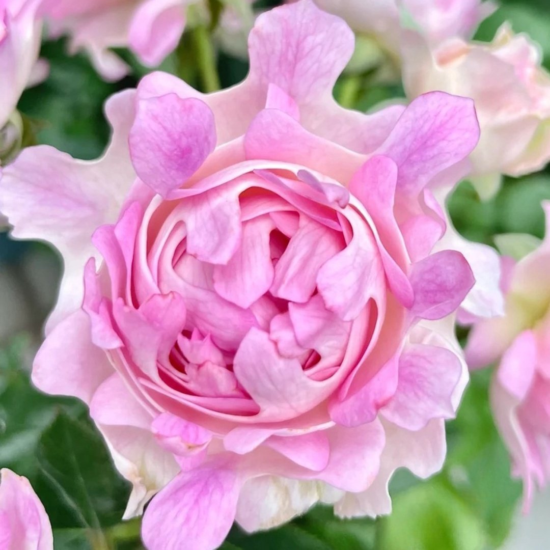 Maria Callas Rose Plant | 苏芬/海葵宝宝 image 5