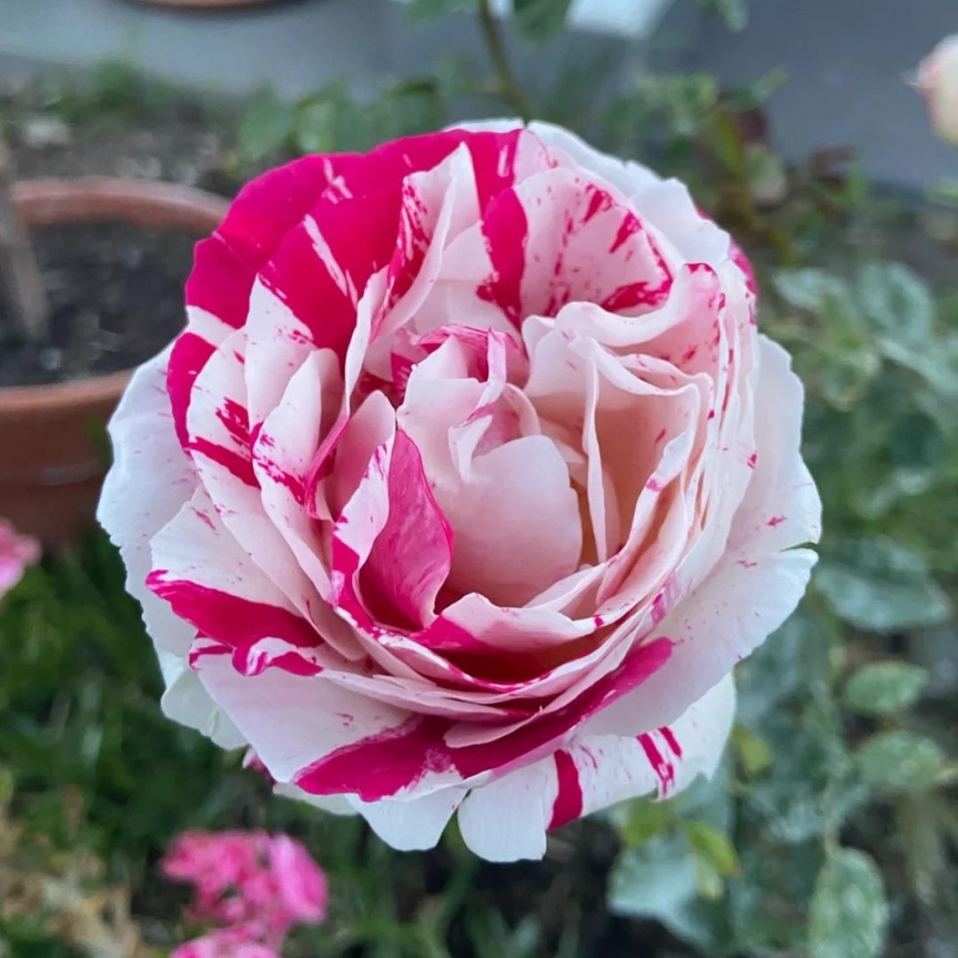 Scentimental Rose Plant | 说愁 image 6