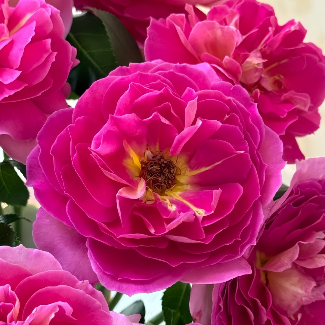 Esprit de Paris Rose Plant｜巴黎精神 image 3