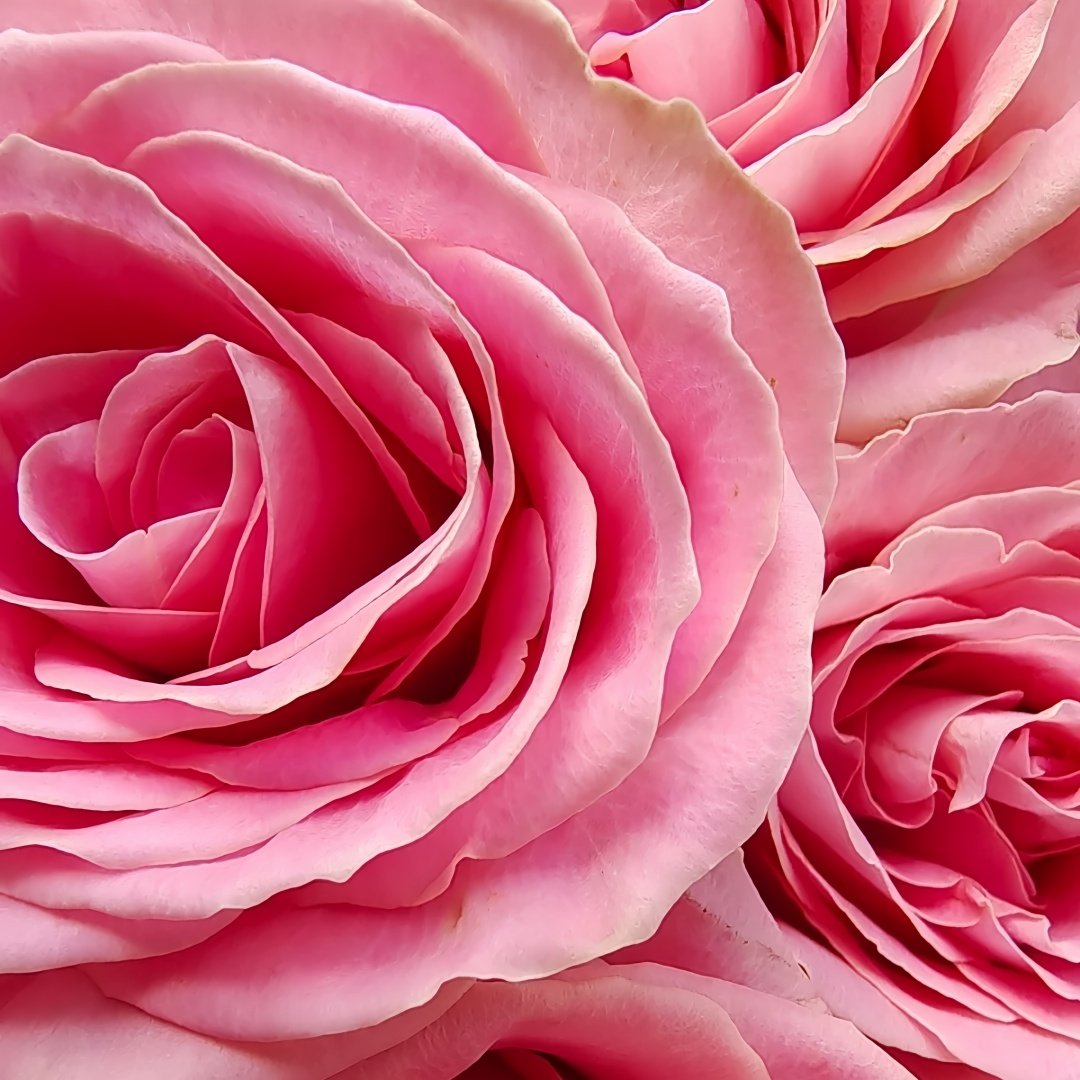 Hemosa Rose Plant ｜赫莫萨 image 6