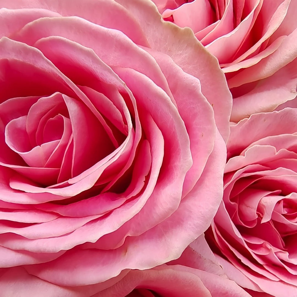 Hemosa Rose Plant ｜赫莫萨 image 6
