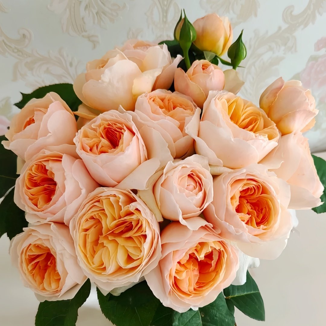 Juliet Rose Plant｜朱丽叶 image 2