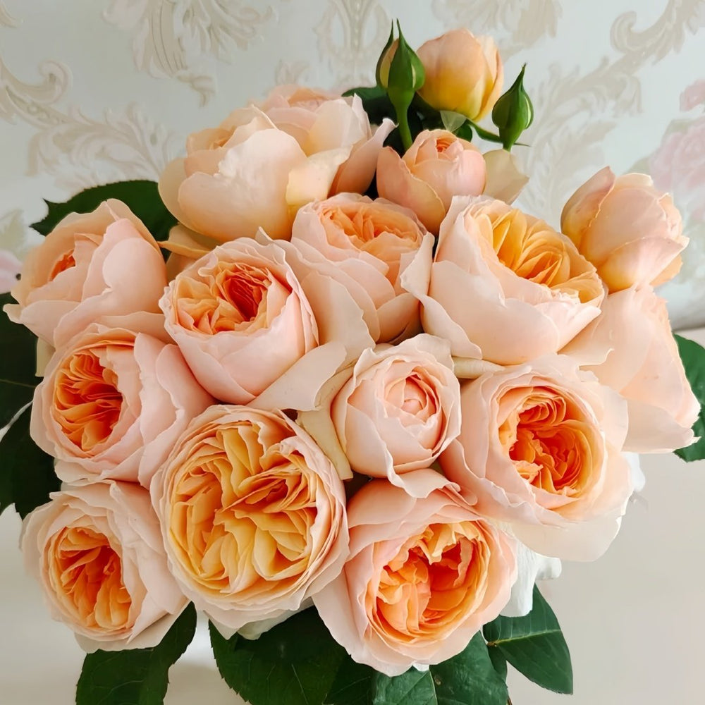 Juliet Rose Plant｜朱丽叶 image 2