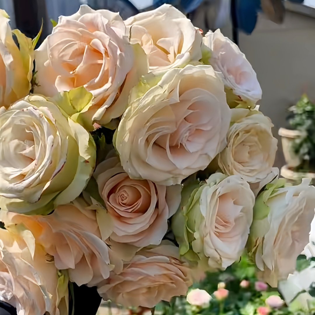 Lady Eva Rose Plant｜伊娃夫人 image 1