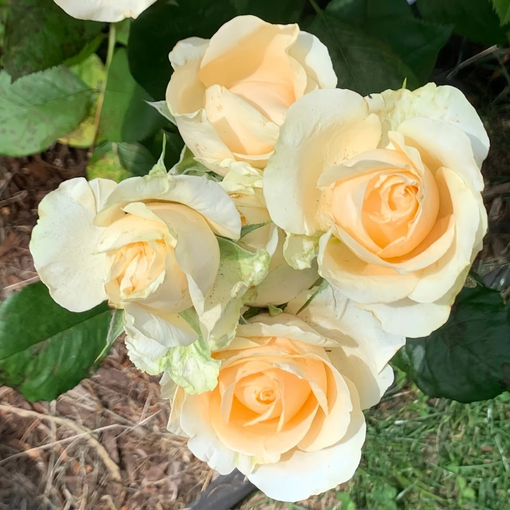 Peach Avalanche Rose Plant | 蜜桃雪山 image 7