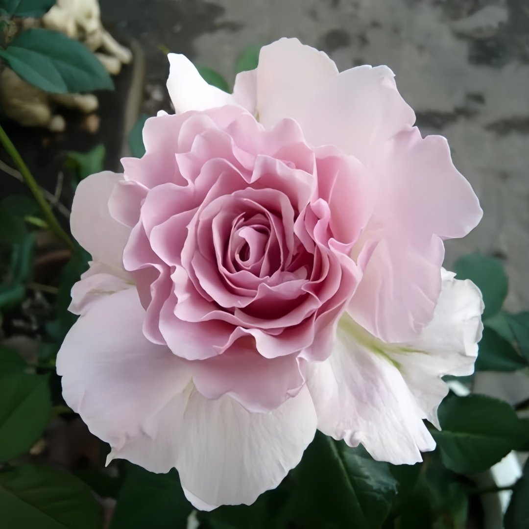 La mariee Rose Plant｜新婚 image 0