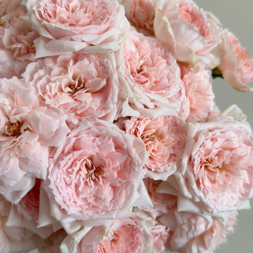 Princess Hitomi Rose Plant｜仁美公主 image 6
