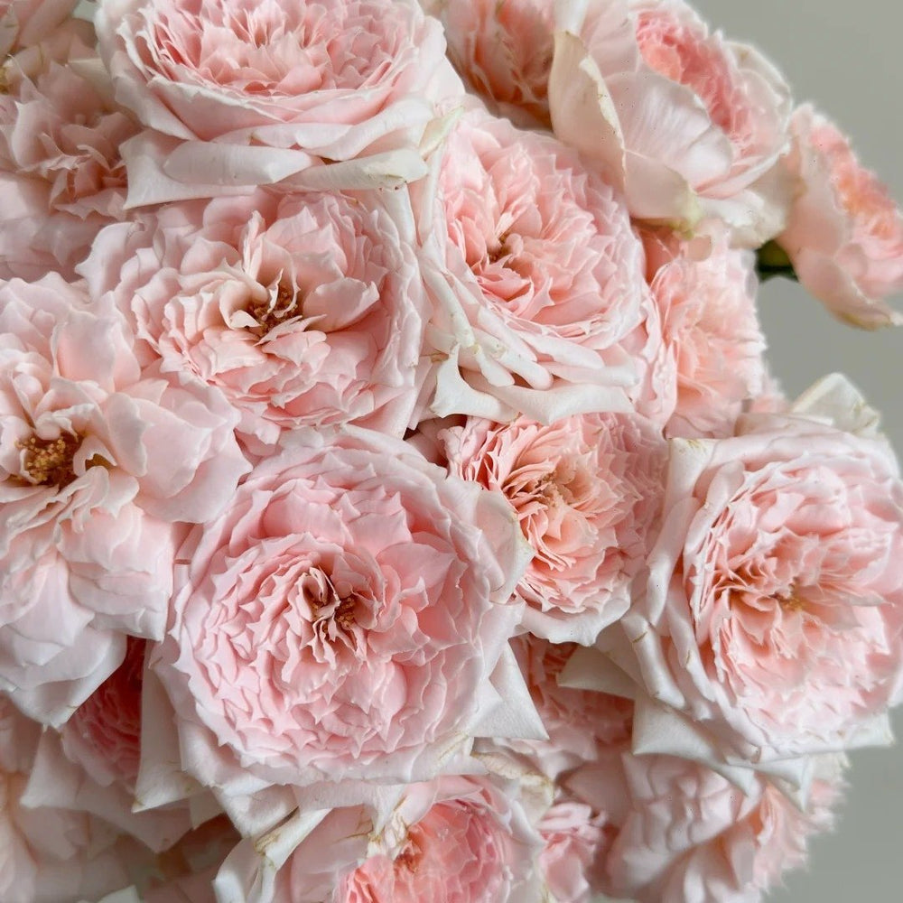Princess Hitomi Rose Plant｜仁美公主 image 6