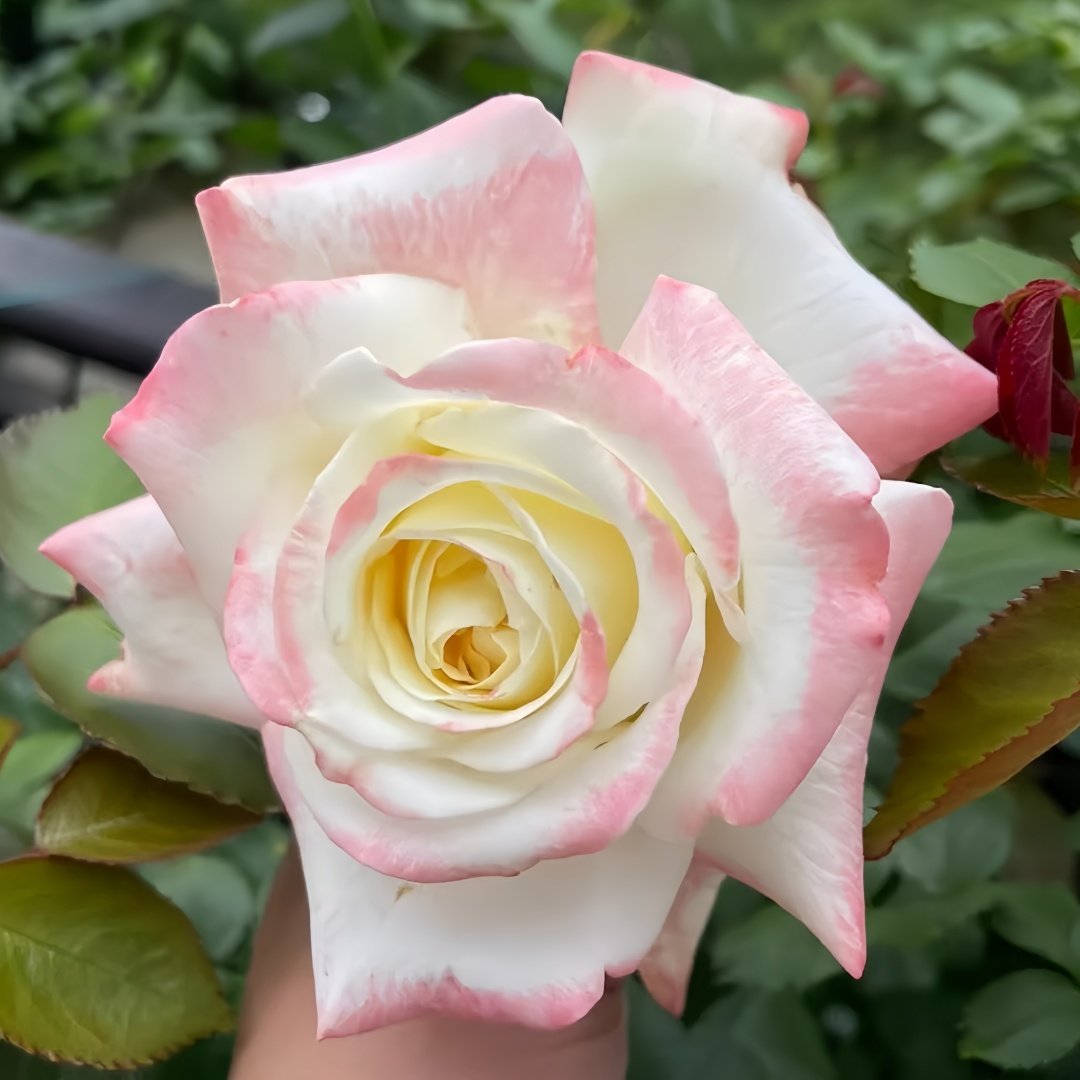 Athena Rose Plant|雅典娜 image 1