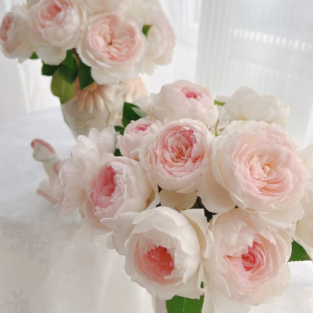 Lapin Rose Plant|小兔子 image 8