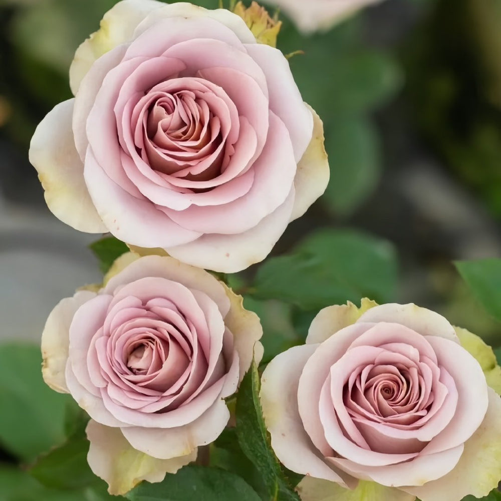 Amnesia Rose Plant|失忆 image 7