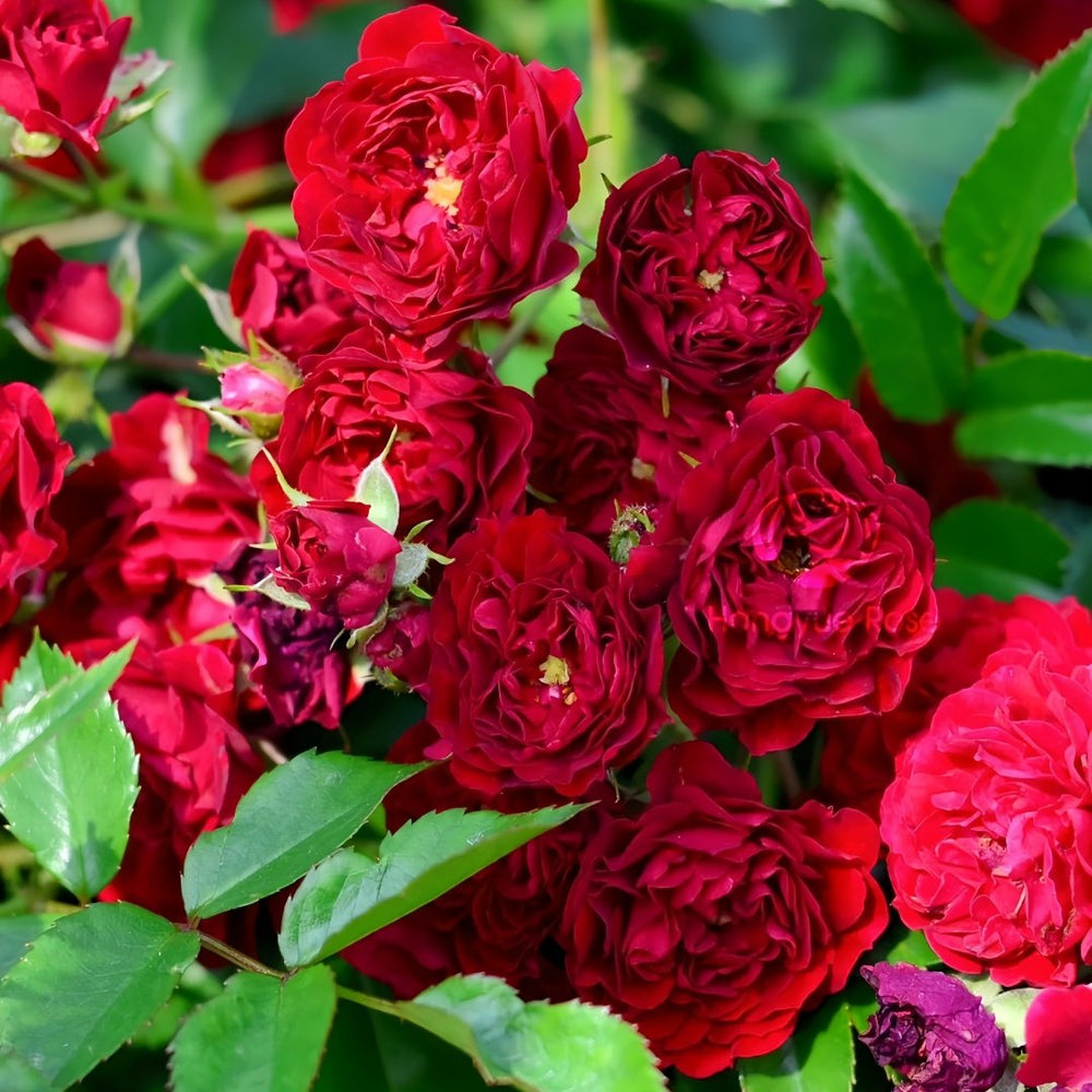 Crimson Siluetta Rose Plant|猩红剪影 image 3