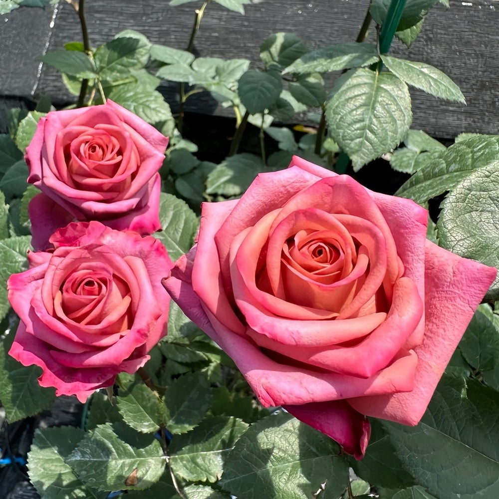 Barista Rose Plant｜咖啡师 image 6