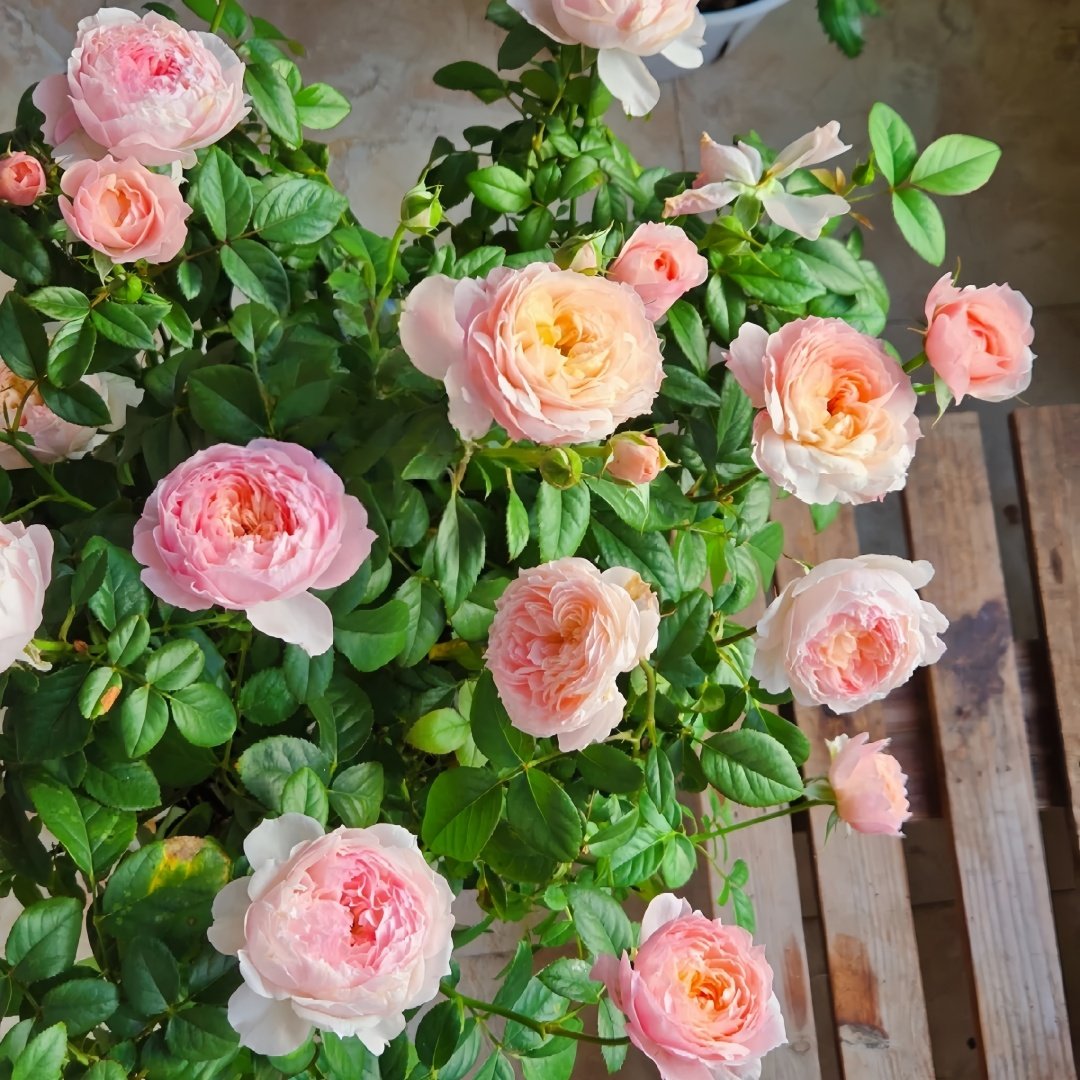 Yingyingfen Rose Plant|盈盈粉 image 7