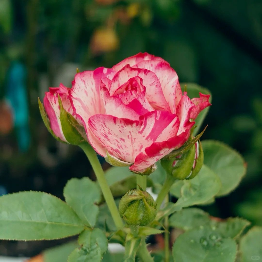 Magic Times Rose Plant|魔法时间 image 3