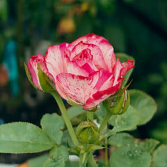 Magic Times Rose Plant|魔法时间 image 3
