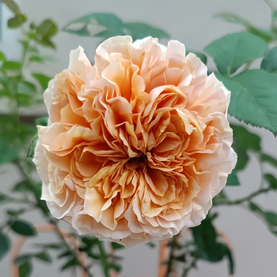 Belle d’Anjou Rose Plant｜安茹美人 image 4