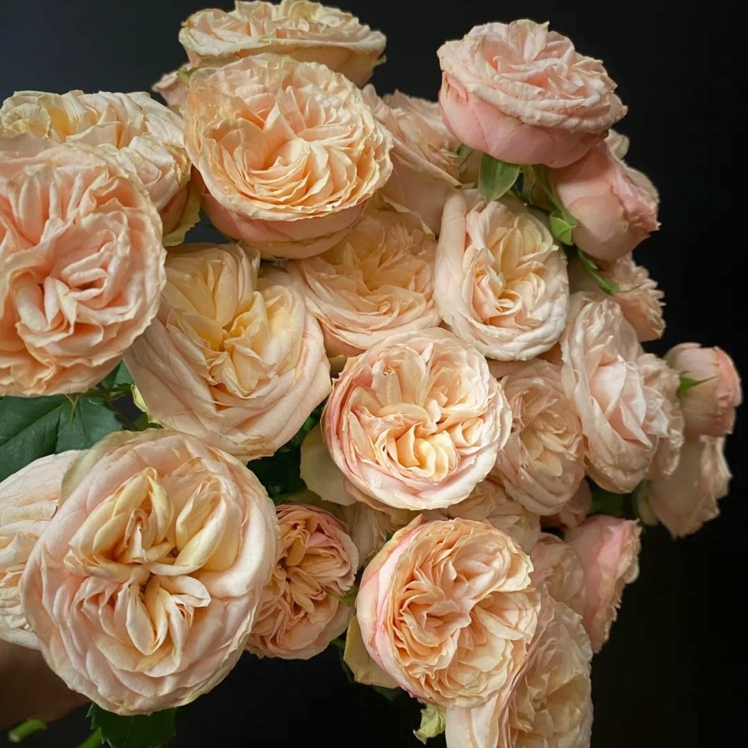 Gentle Trendsetter Rose Plant | 温柔宝藏 image 12