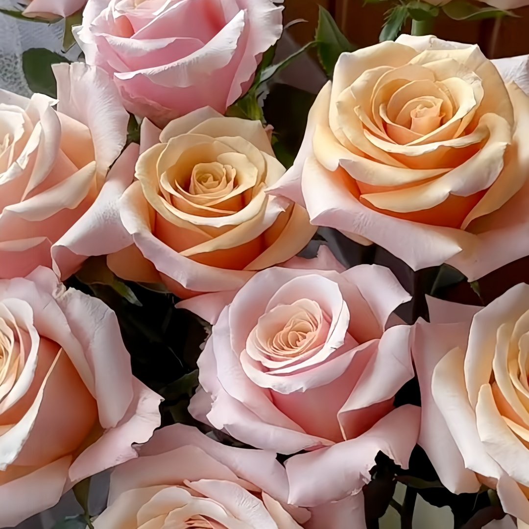Mother of Pearl Rose Plant｜珍珠贝母 image 9