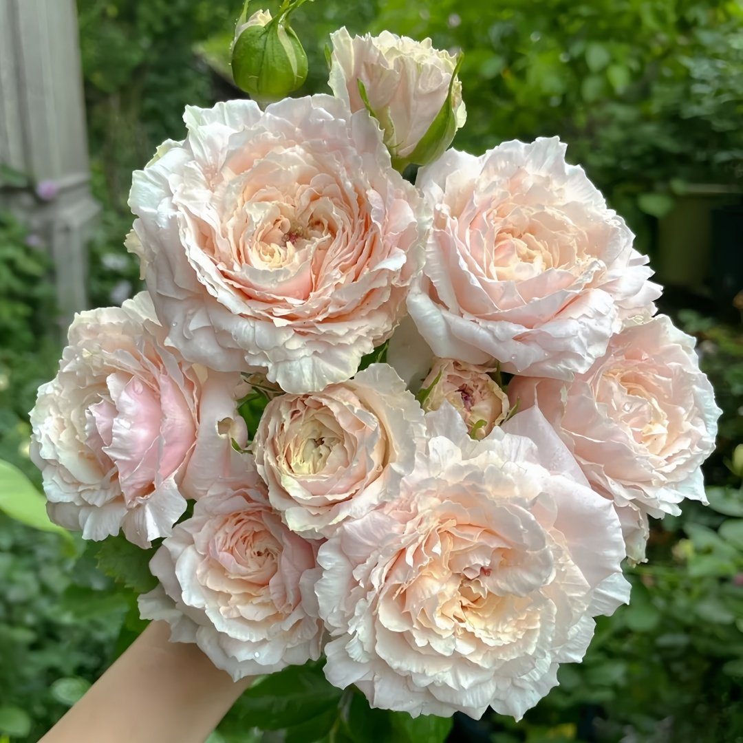 Tsumugi Rose Plant|紬-轻柔 image 0