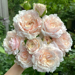 Tsumugi Rose Plant|紬-轻柔 image 0