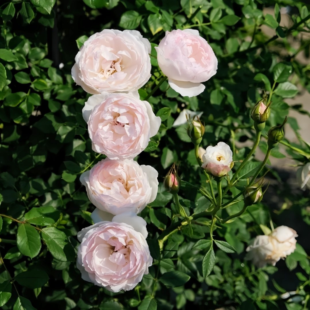 Arietta Rose Plant|小抒情曲 image 4