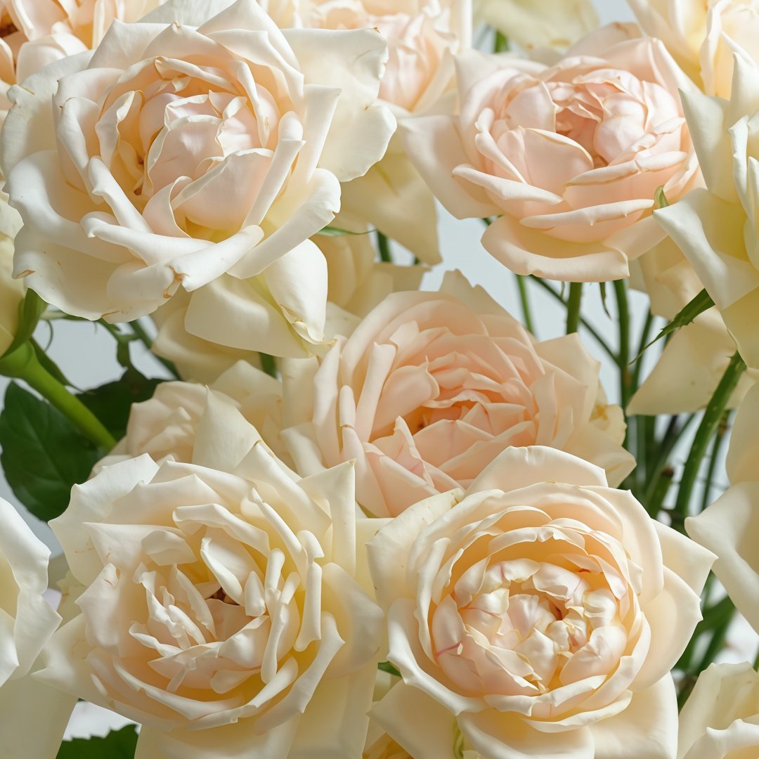 Kashou Rose Plant|华宵 image 8
