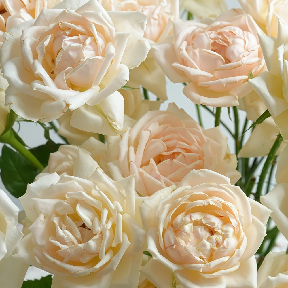 Kashou Rose Plant|华宵 image 8