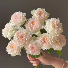 The Scientist Rose Plant|科学家 image 0