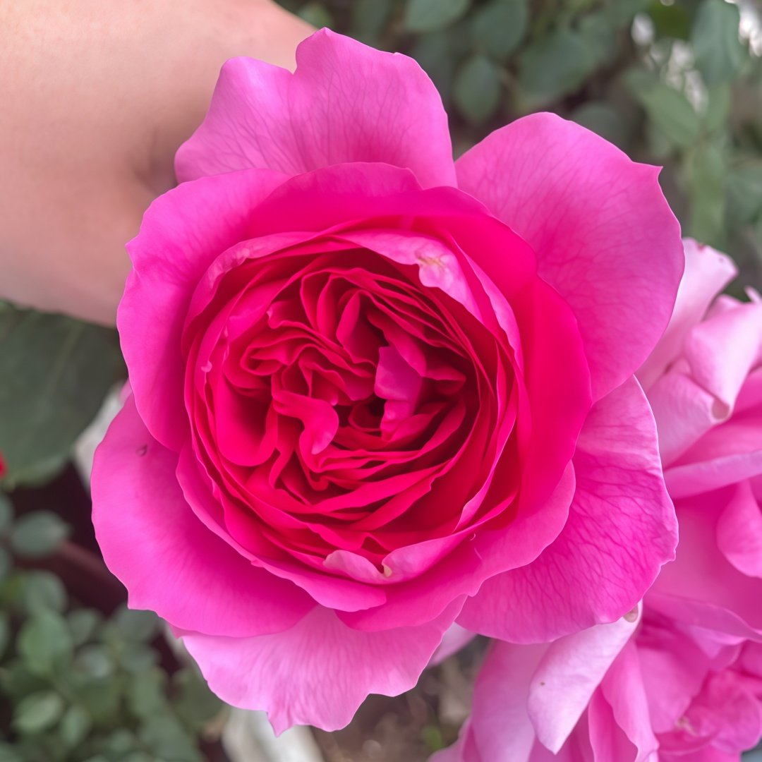Parade Rose Plant｜大游行 image 1