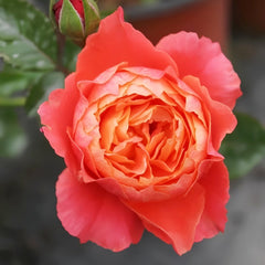 Saturnus King Terazza Rose Plant|土星王阳台 image 0