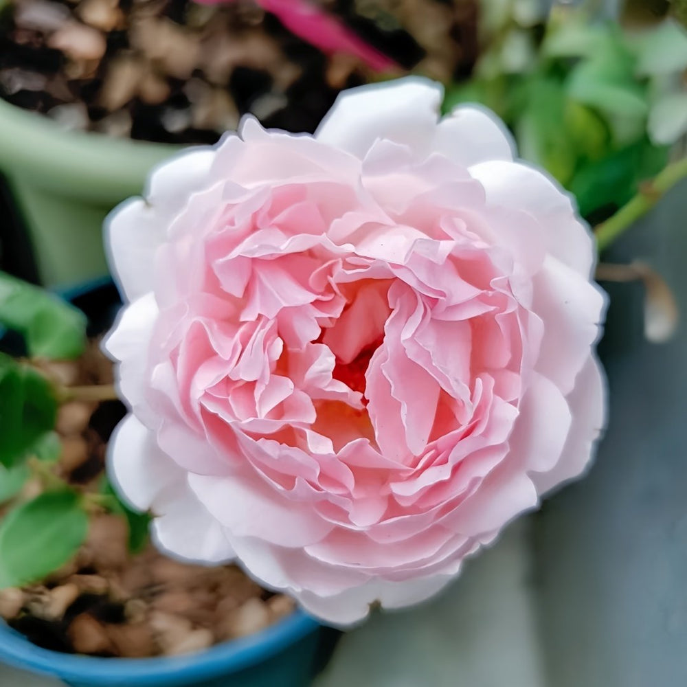 Kyouka Rose Plant|镜花 image 4