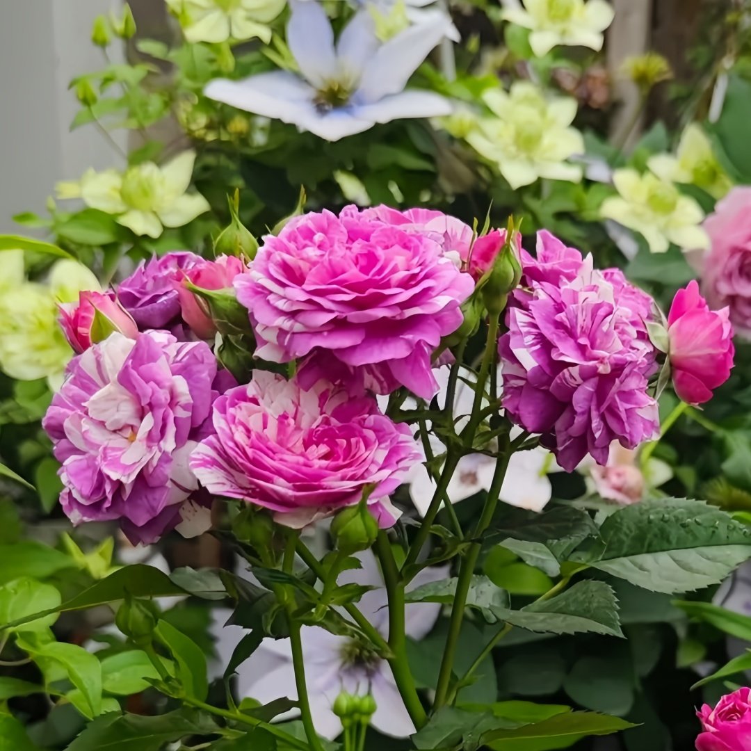 Scented Jewel Rose Plant|芬芳宝石 image 9