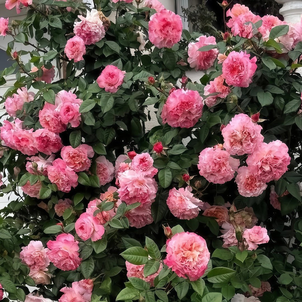 Augusta Luise Rose Plant| 奥古斯塔路易斯 image 7