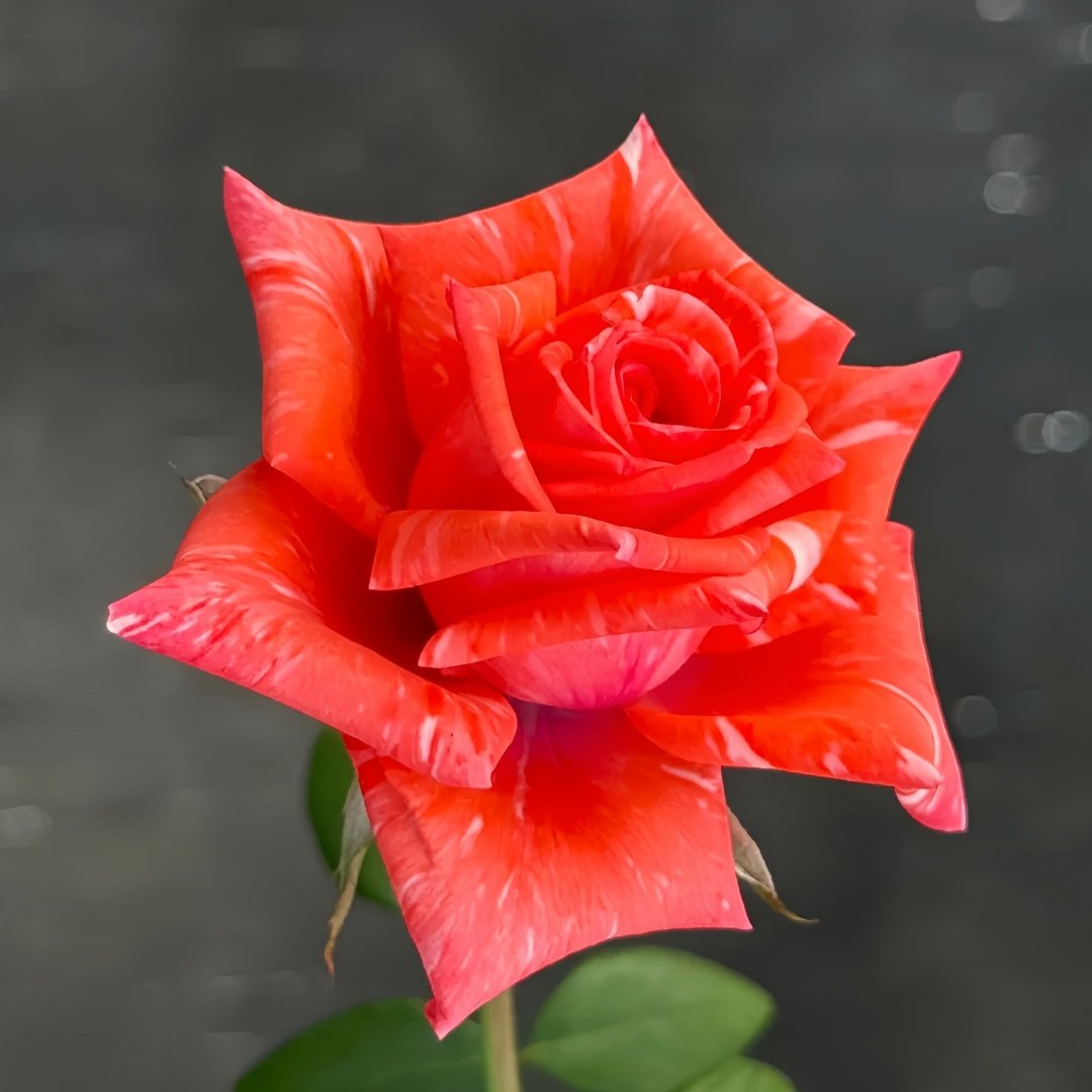Wild Cat Rose|野猫 image 5