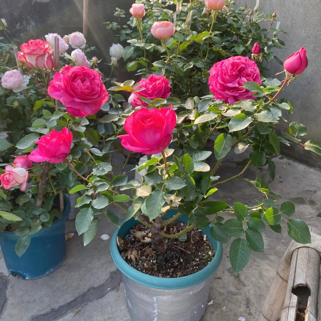 Yves Piaget Rose Plant|伊芙伯爵 image 6