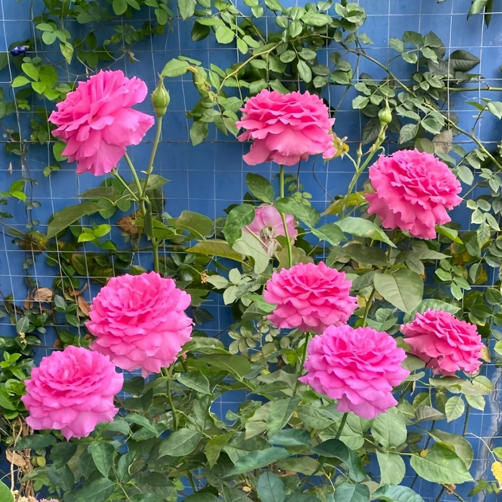 Sapphire Rose Plant|伊芙蓝宝石 image 9