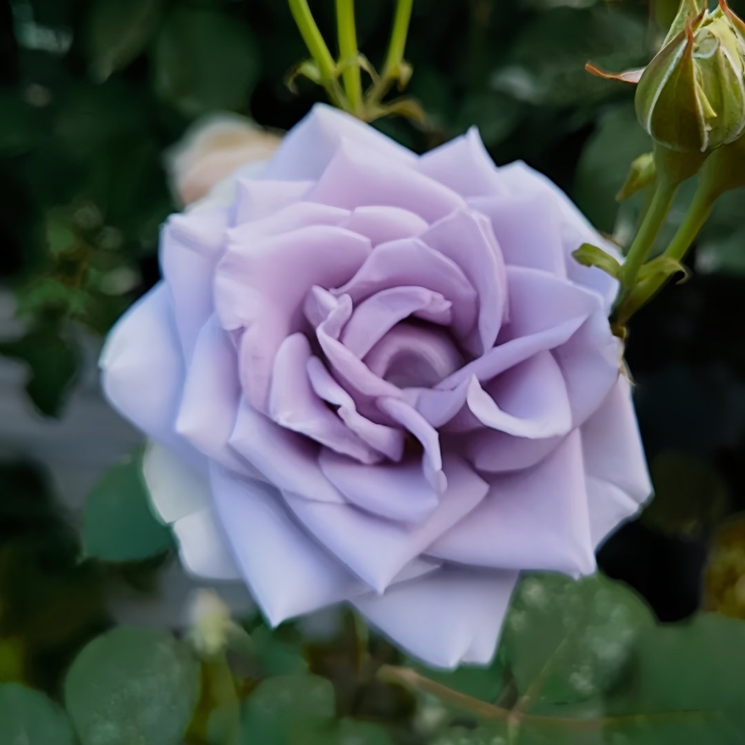 Turn Blue Rose Plant|转蓝 image 7