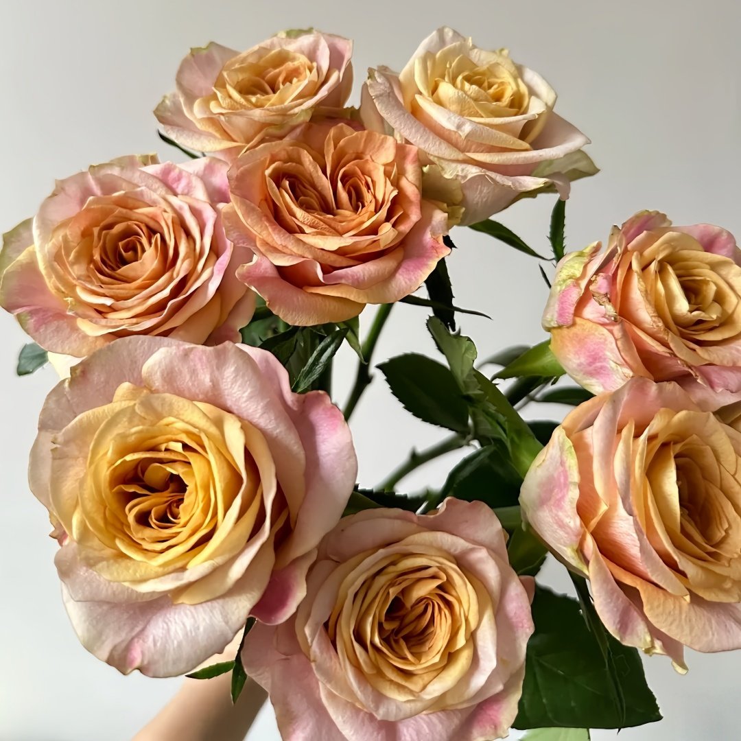 Symbol Rose Plant｜标志 image 4