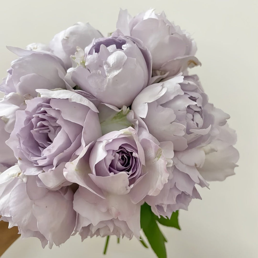 Lucifer Rose Plant｜路西法 image 7