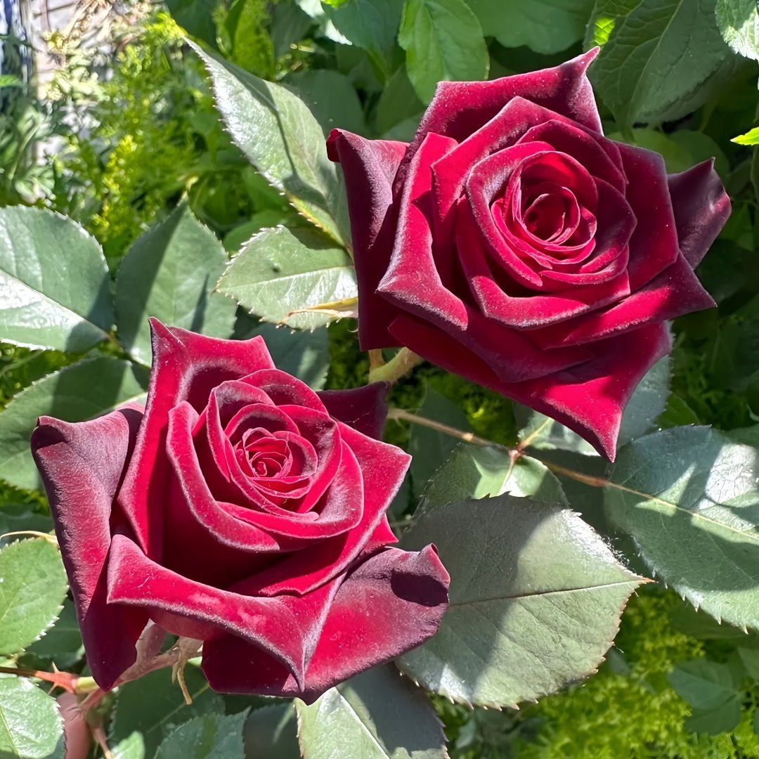 Black Baccara Rose Plant｜黑巴克 image 6