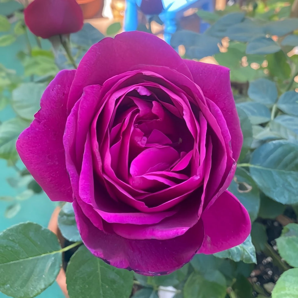 Fur Elise Rose Plant｜致爱丽丝 image 4