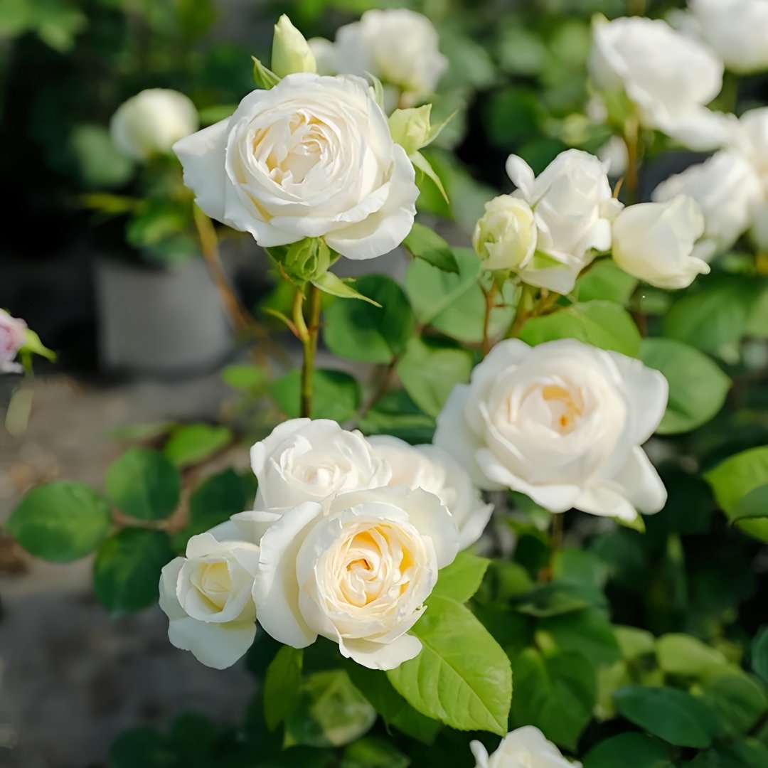 Yves Wedding Road Rose Plant|伊芙婚礼之路 image 5