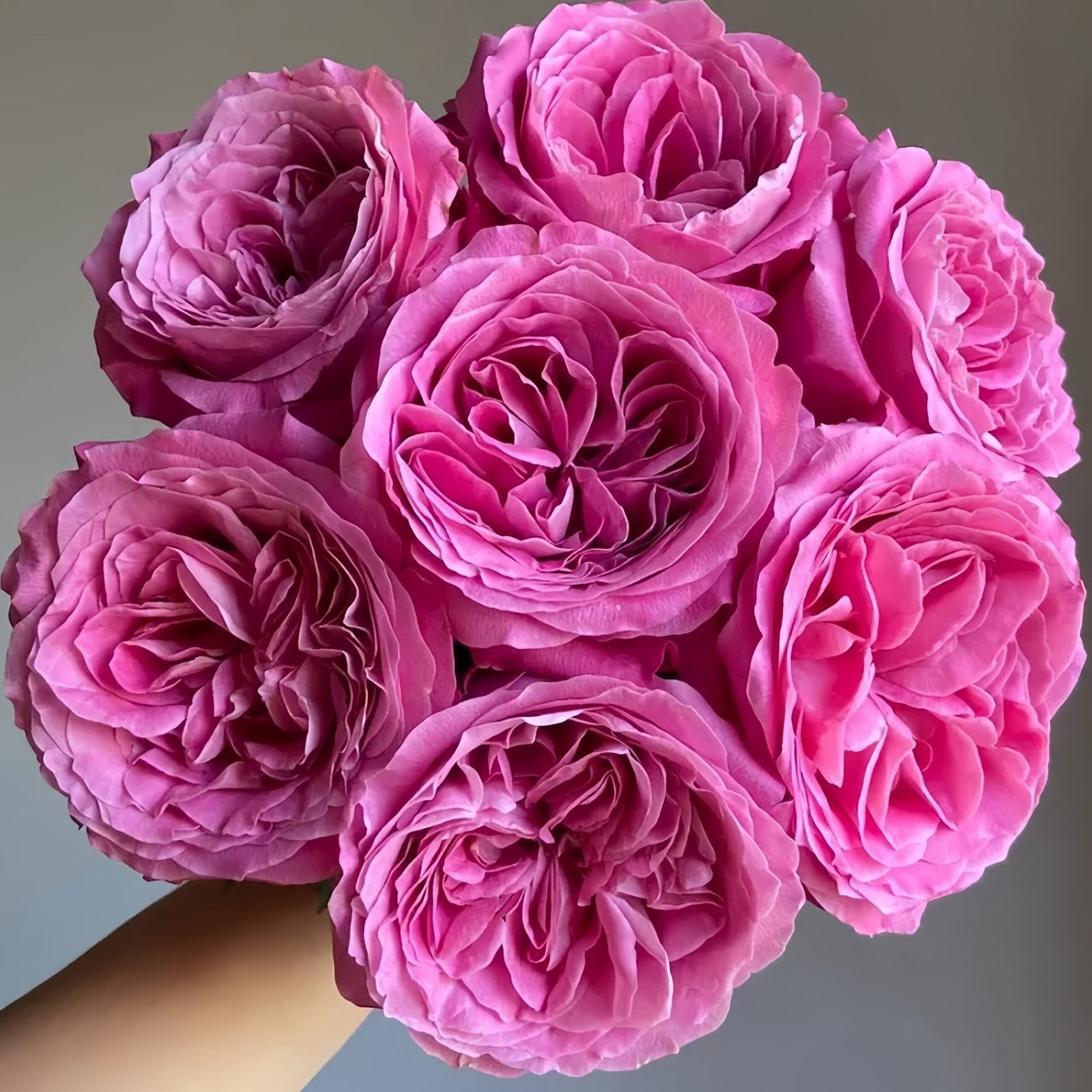 All four love Rose Plant｜四爱 image 0