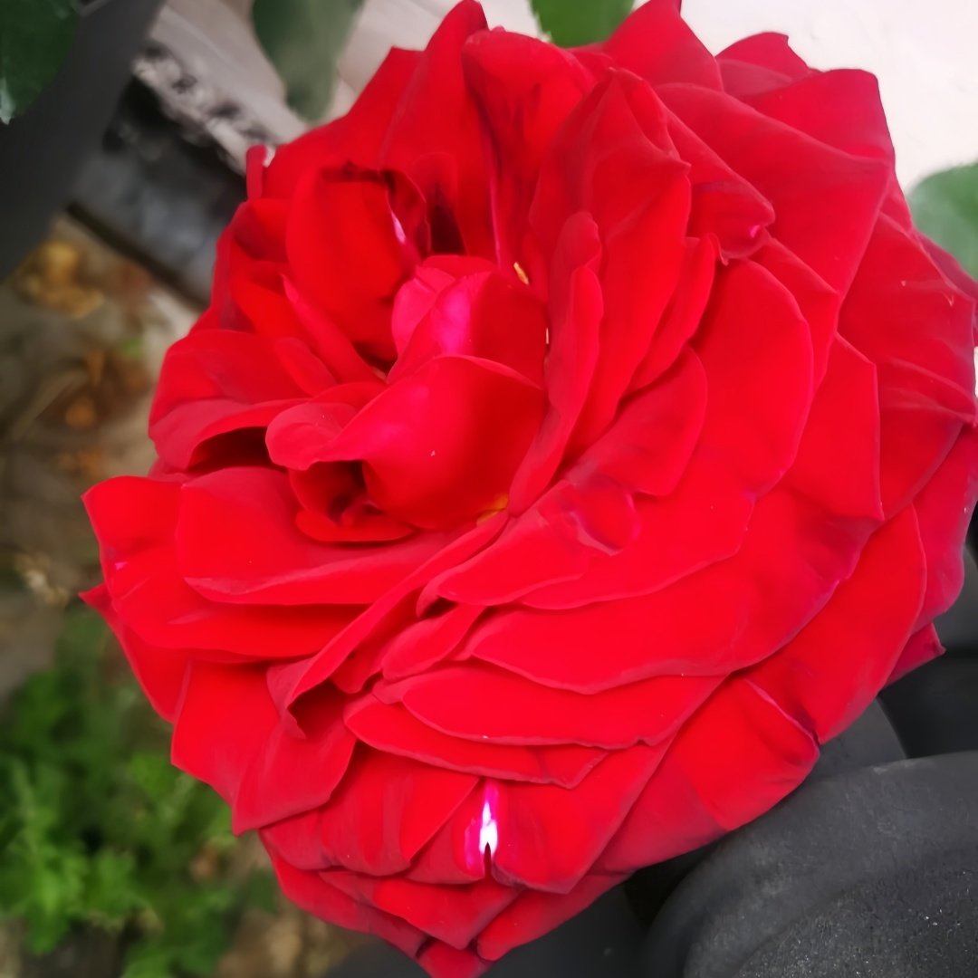 Edith Piaf Rose Plant ｜伊迪丝皮雅芙 image 7