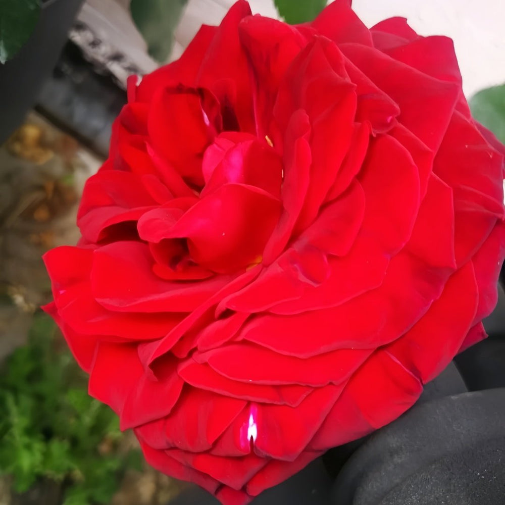 Edith Piaf Rose Plant ｜伊迪丝皮雅芙 image 7